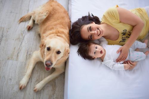 Cachorro pode comer fígado de galinha? Veja aqui